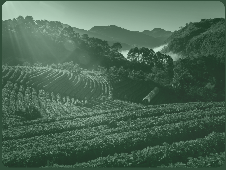 Plantacja herbaty Fuji